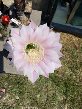 Echinopsis rosy star
